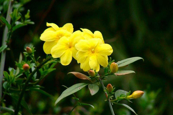 <a href='https://www.lvbad.com/dibeiguanmu/3557.html' target='_blank'>迎春花</a>3.jpeg