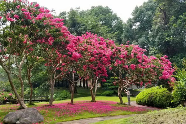 1669109276566864.jpeg <a href='https://www.lvbad.com/linmuzhongzi/1698.html' target='_blank'>紫薇</a>树3.jpeg