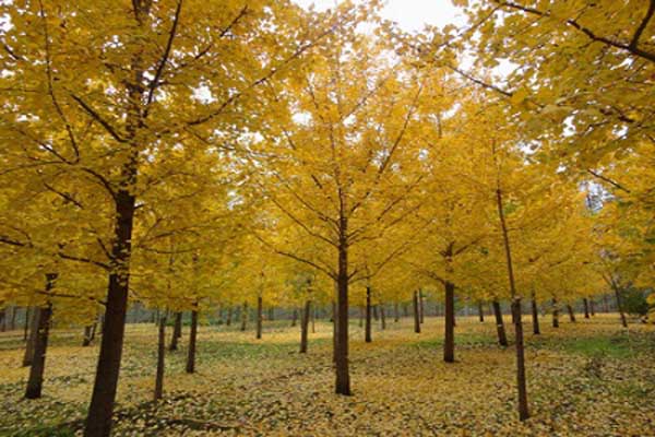<a href='https://www.lvbad.com/linmuzhongzi/1778.html' target='_blank'>银杏</a>树2.jpeg