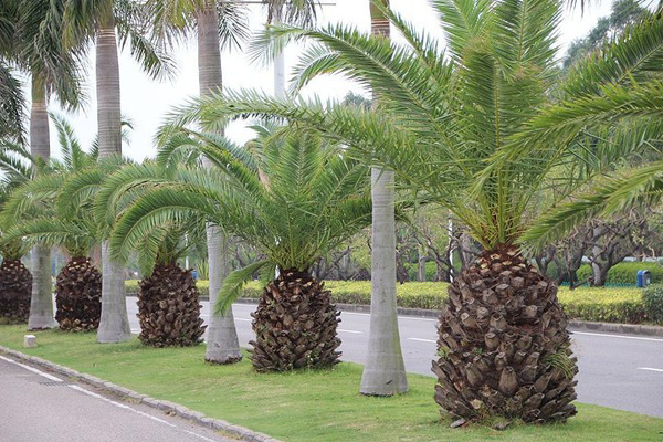 <a href='https://www.lvbad.com/linmuzhongzi/1727.html' target='_blank'>棕榈</a>1.jpeg