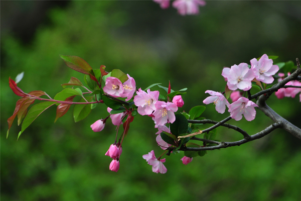 <a href='https://www.lvbad.com/linmuzhongzi/1754.html' target='_blank'>垂丝海棠</a>2.jpeg