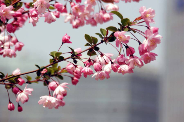 垂丝<a href='https://www.lvbad.com/linmuzhongzi/1766.html' target='_blank'>海棠</a>1.jpeg
