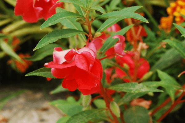 <a href='https://www.lvbad.com/caohuazhongzi/1051.html' target='_blank'>凤仙花</a>1.jpeg