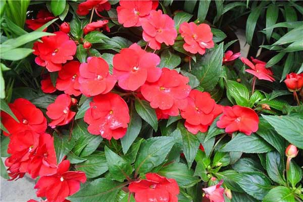 <a href='https://www.lvbad.com/caohuazhongzi/1051.html' target='_blank'>凤仙花</a>2.jpeg