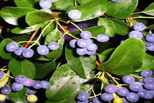 <a href='https://www.lvbad.com/linmuzhongzi/1846.html' target='_blank'>流苏种子</a>.jpg