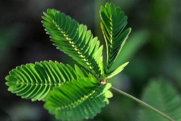 <a href='https://www.lvbad.com/caohuazhongzi/1058.html' target='_blank'>含羞草</a>2.jpeg