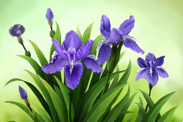 <a href='https://www.lvbad.com/caohuazhongzi/1578.html' target='_blank'>鸢尾</a>花1.jpeg