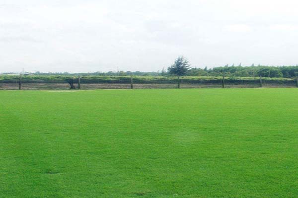 矮生<a href='https://www.lvbad.com/caopingzhongzi/1663.html' target='_blank'>百慕大</a>1.jpg