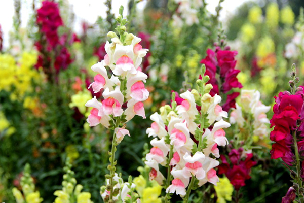 <a href='https://www.lvbad.com/caohuazhongzi/1569.html' target='_blank'>金鱼草</a>1.jpeg