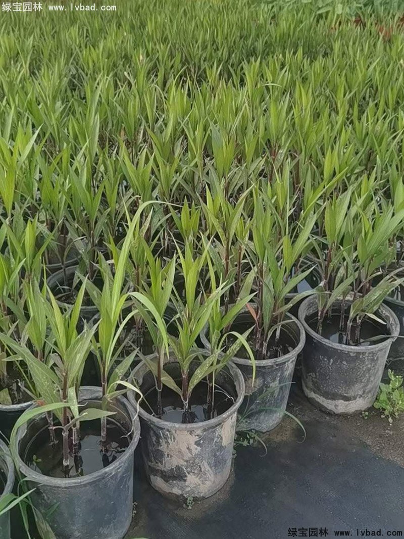 矮生翠芦莉多季观赏花镜草本植物