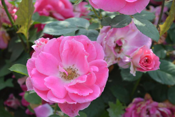丰花<a href='https://www.lvbad.com/tengbenpanyuanzhiwu/3570.html' target='_blank'>月季</a>1.jpeg
