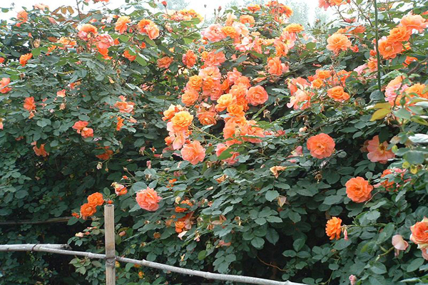 西方大地<a href='https://www.lvbad.com/linmuzhongzi/1702.html' target='_blank'>蔷薇</a>1.jpeg