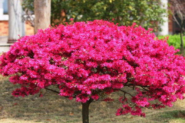 <a href='https://www.lvbad.com/yaocaizhongzi/2335.html' target='_blank'>红花</a>继木2.jpeg