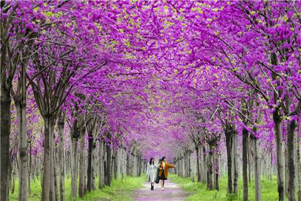 紫荆树2.jpeg