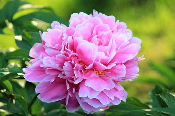 芍药3.jpeg