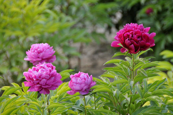 芍药2.jpeg