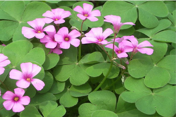 <a href='https://www.lvbad.com/caohuazhongzi/1064.html' target='_blank'>红花酢浆草</a>1.jpeg