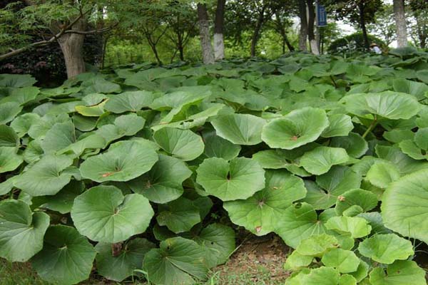 <a href='https://www.lvbad.com/caohuazhongzi/1040.html' target='_blank'>大吴风草</a>2.jpeg