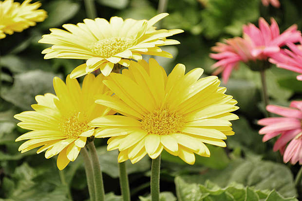<a href='https://www.lvbad.com/caohuazhongzi/1046.html' target='_blank'>非洲菊</a>2.jpeg