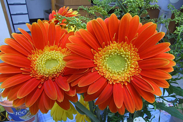 <a href='https://www.lvbad.com/caohuazhongzi/1046.html' target='_blank'>非洲菊</a>1.jpeg