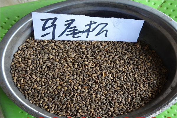 <a href='https://www.lvbad.com/linmuzhongzi/1708.html' target='_blank'>马尾松种子</a>1.jpeg