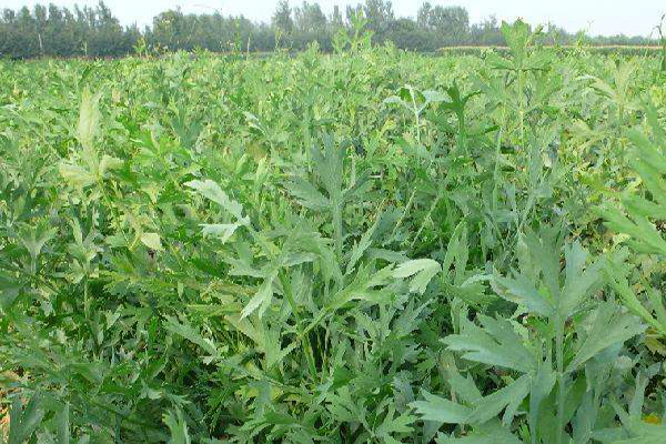 <a href='https://www.lvbad.com/yaocaizhongzi/2349.html' target='_blank'>防风</a>3.jpeg