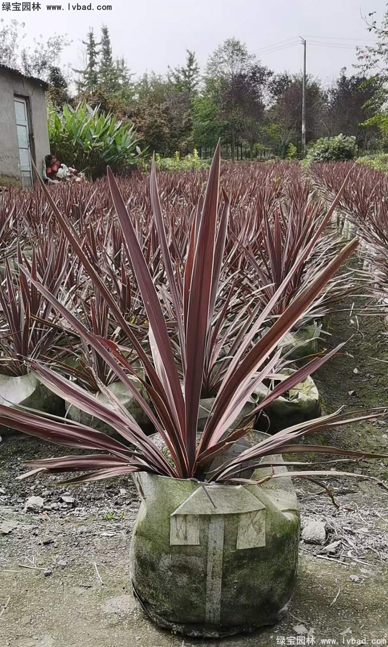 澳洲朱蕉红色花镜观赏植物热带国外品种