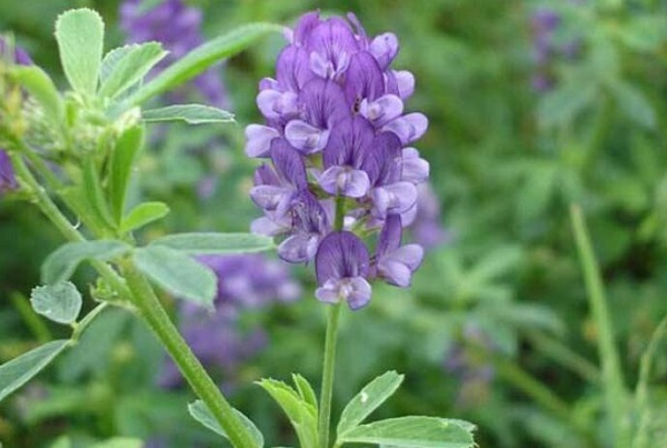 紫花<a href='https://www.lvbad.com/mucaozhongzi/5.html' target='_blank'>苜蓿</a>8.jpg