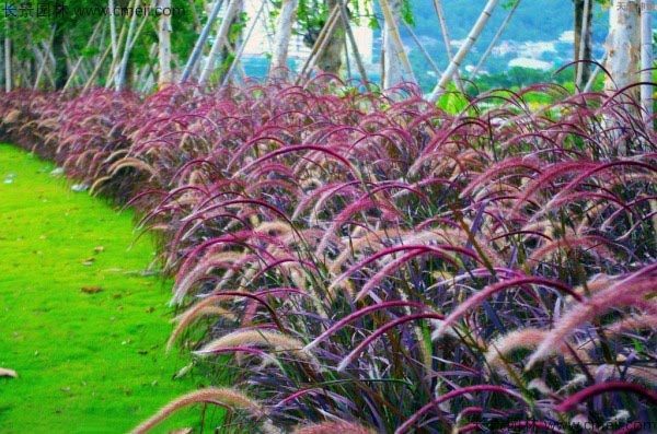 <a href='https://www.lvbad.com/huajingzhiwu/32839.html' target='_blank'>紫穗狼尾草</a>3.jpg