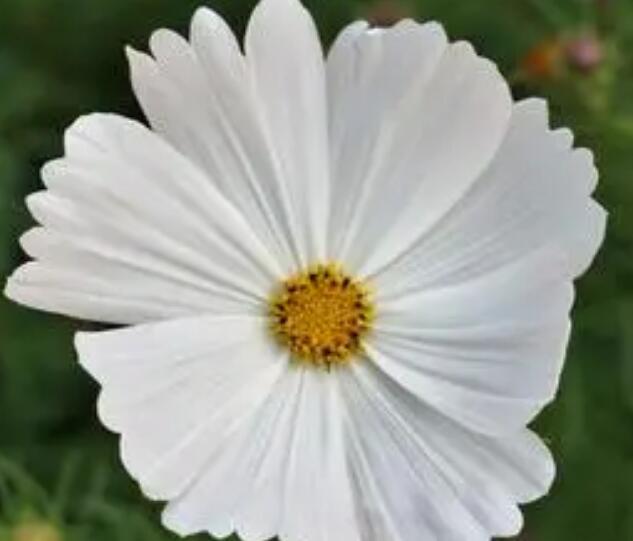 黄秋英<a href='https://www.lvbad.com/caohuazhongzi/1583.html' target='_blank'>硫华菊</a>3.jpg