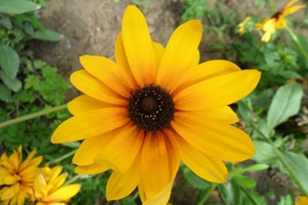 <a href='https://www.lvbad.com/caohuazhongzi/1060.html' target='_blank'>黑心菊</a>10 [原始大小].jpg