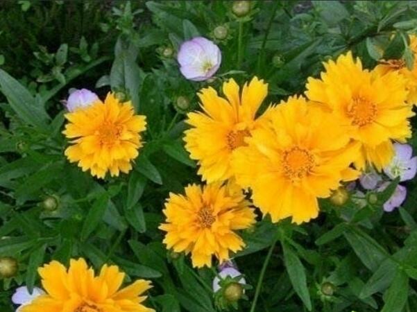 迷你<a href='https://www.lvbad.com/caohuazhongzi/1568.html' target='_blank'>金鸡菊</a>.jpg