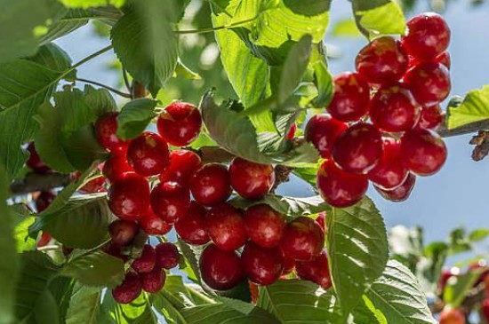 樱桃树苗的种植方法及管理方式