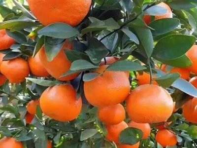 橘子籽冬天会发芽吗？