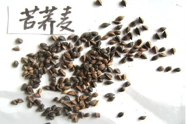 苦<a href='https://www.lvbad.com/yaocaizhongzi/2311.html' target='_blank'>荞麦</a>1.jpeg