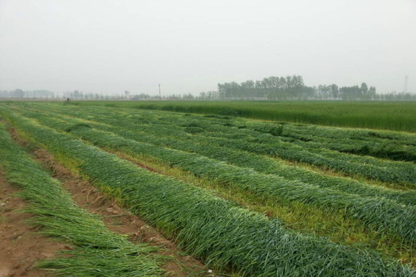 <a href='https://www.lvbad.com/mucaozhongzi/1684.html' target='_blank'>冬牧70</a>-2.jpeg