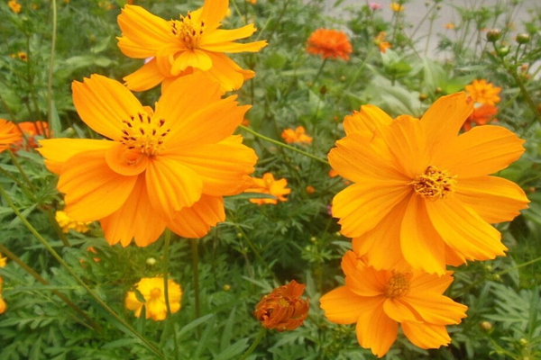 <a href='https://www.lvbad.com/caohuazhongzi/1583.html' target='_blank'>硫华菊</a>2.jpeg