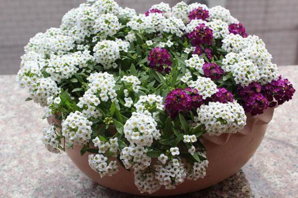 <a href='https://www.lvbad.com/caohuazhongzi/1639.html' target='_blank'>香雪球</a>.jpeg