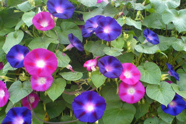 <a href='https://www.lvbad.com/caohuazhongzi/1017.html' target='_blank'>矮牵牛</a>1.jpeg