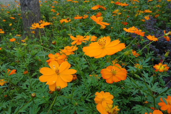 <a href='https://www.lvbad.com/caohuazhongzi/1583.html' target='_blank'>硫华菊</a>3.jpeg