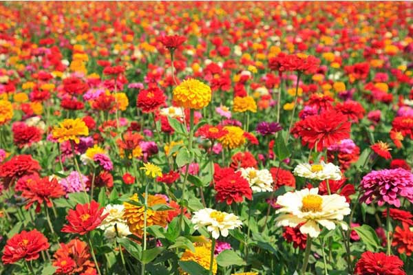 <a href='https://www.lvbad.com/caohuazhongzi/1020.html' target='_blank'>百日草</a>3.jpeg