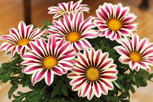 <a href='https://www.lvbad.com/caohuazhongzi/16053.html' target='_blank'>勋章菊</a>1.jpeg