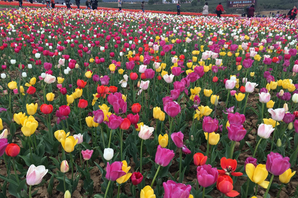 郁金香花海1.jpeg