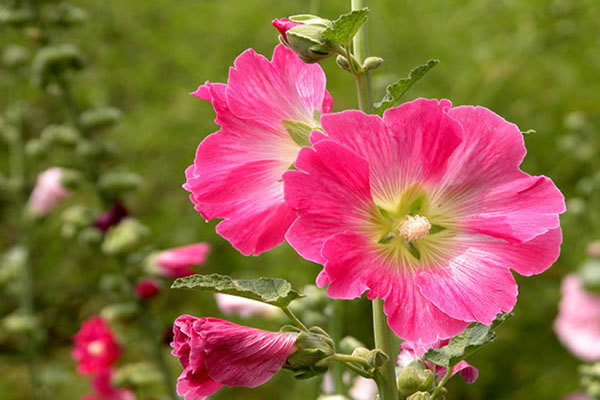 <a href='https://www.lvbad.com/caohuazhongzi/1625.html' target='_blank'>蜀葵</a>2.jpeg