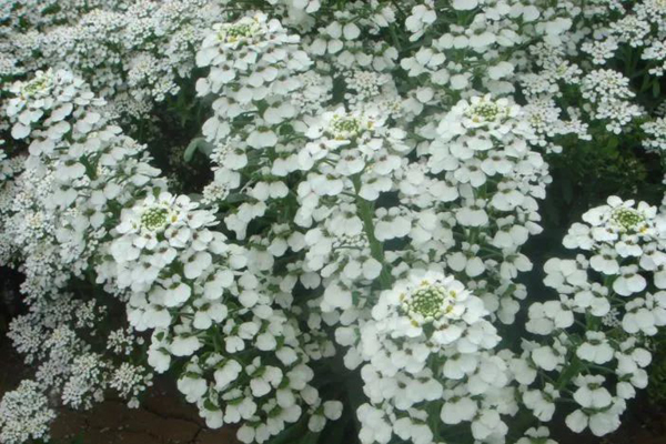 <a href='https://www.lvbad.com/caohuazhongzi/1050.html' target='_blank'>蜂室花</a>3.jpeg