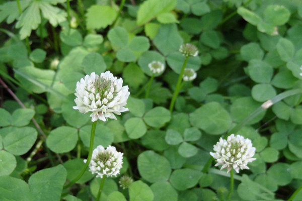 苜蓿草种植季节和种植方法-绿宝园林网