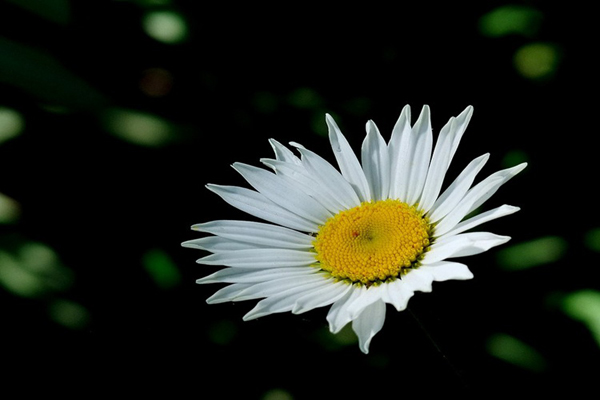 <a href='https://www.lvbad.com/caohuazhongzi/23058.html' target='_blank'>白晶菊</a>1.jpeg