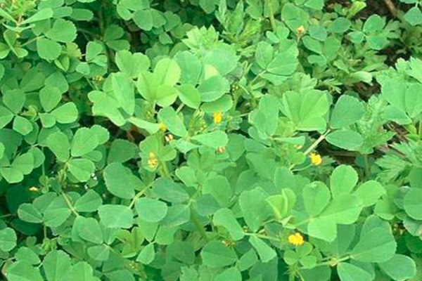 <a href='https://www.lvbad.com/mucaozhongzi/5.html' target='_blank'>苜蓿</a>1.jpeg