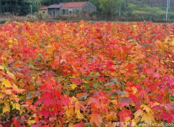 <a href='https://www.lvbad.com/linmuzhongzi/1798.html' target='_blank'>美国红枫种子</a>3.jpg