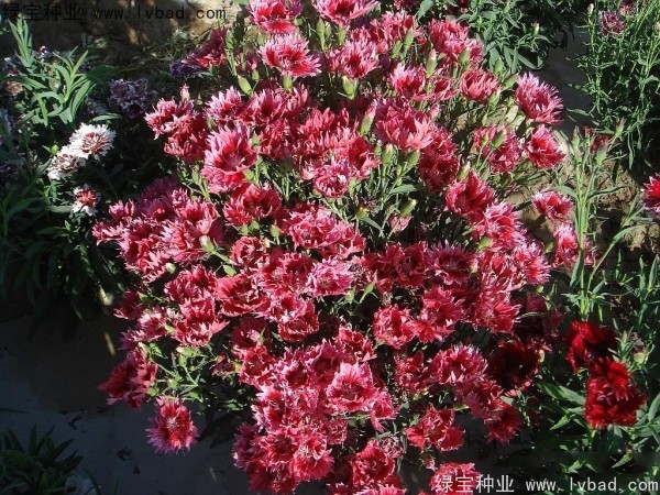 <a href='https://www.lvbad.com/caohuazhongzi/1574.html' target='_blank'>康乃馨种子</a>7.jpg